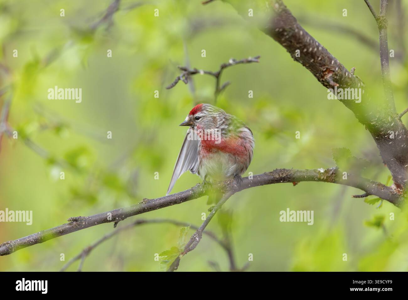 Common Redpoll; Acanthis flammea; Norvegia Foto Stock
