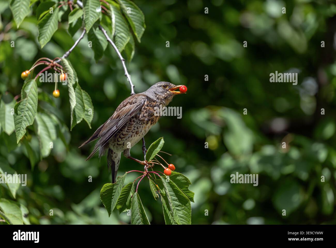 Fieldfare; Turdus pilaris; in Cherry Tree; UK Foto Stock