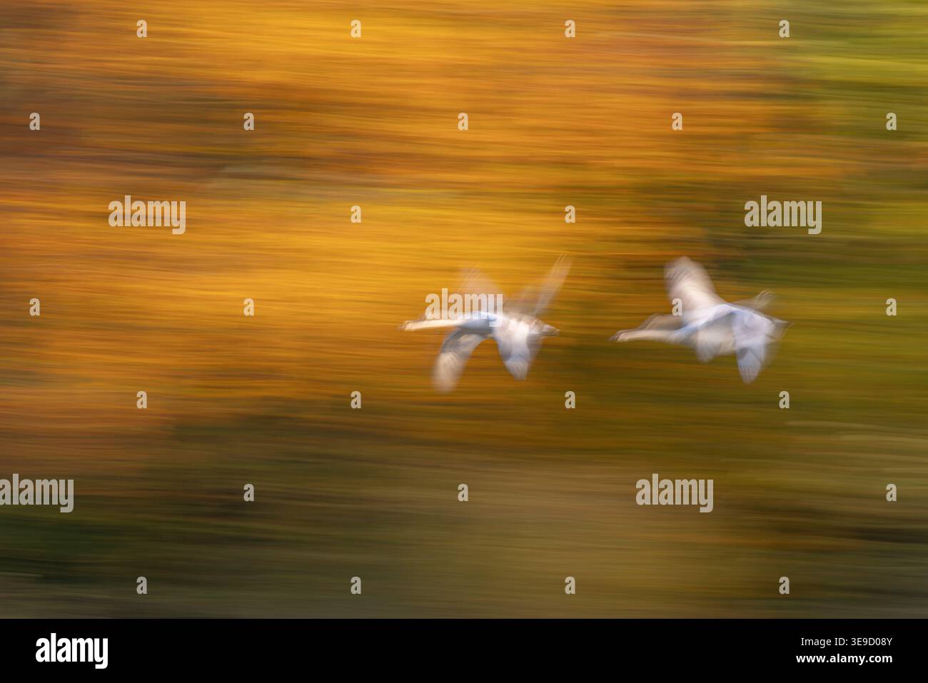 Mute Swan; Cygnus olor; in volo; movimento intenzionale della fotocamera; Regno Unito Foto Stock