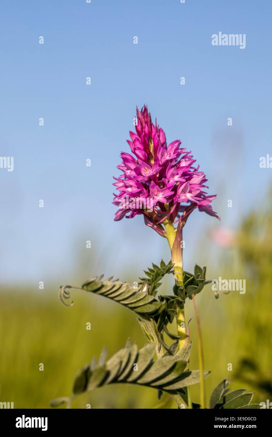 Orchidea piramidale; Anacamptis pyramidalis; Fiore; Regno Unito Foto Stock
