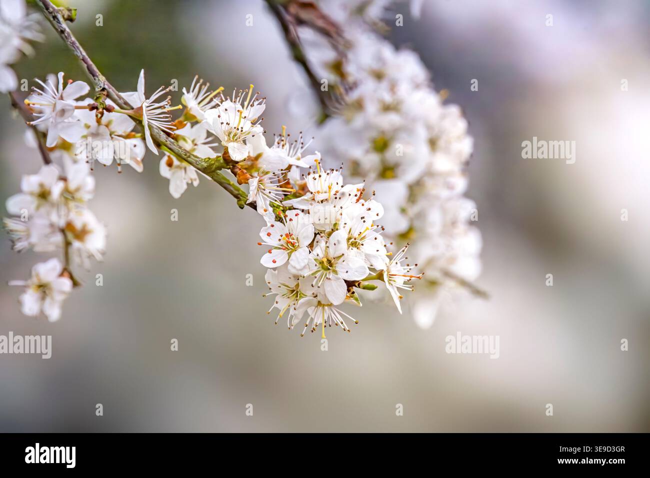 blackthorn in fiore Foto Stock
