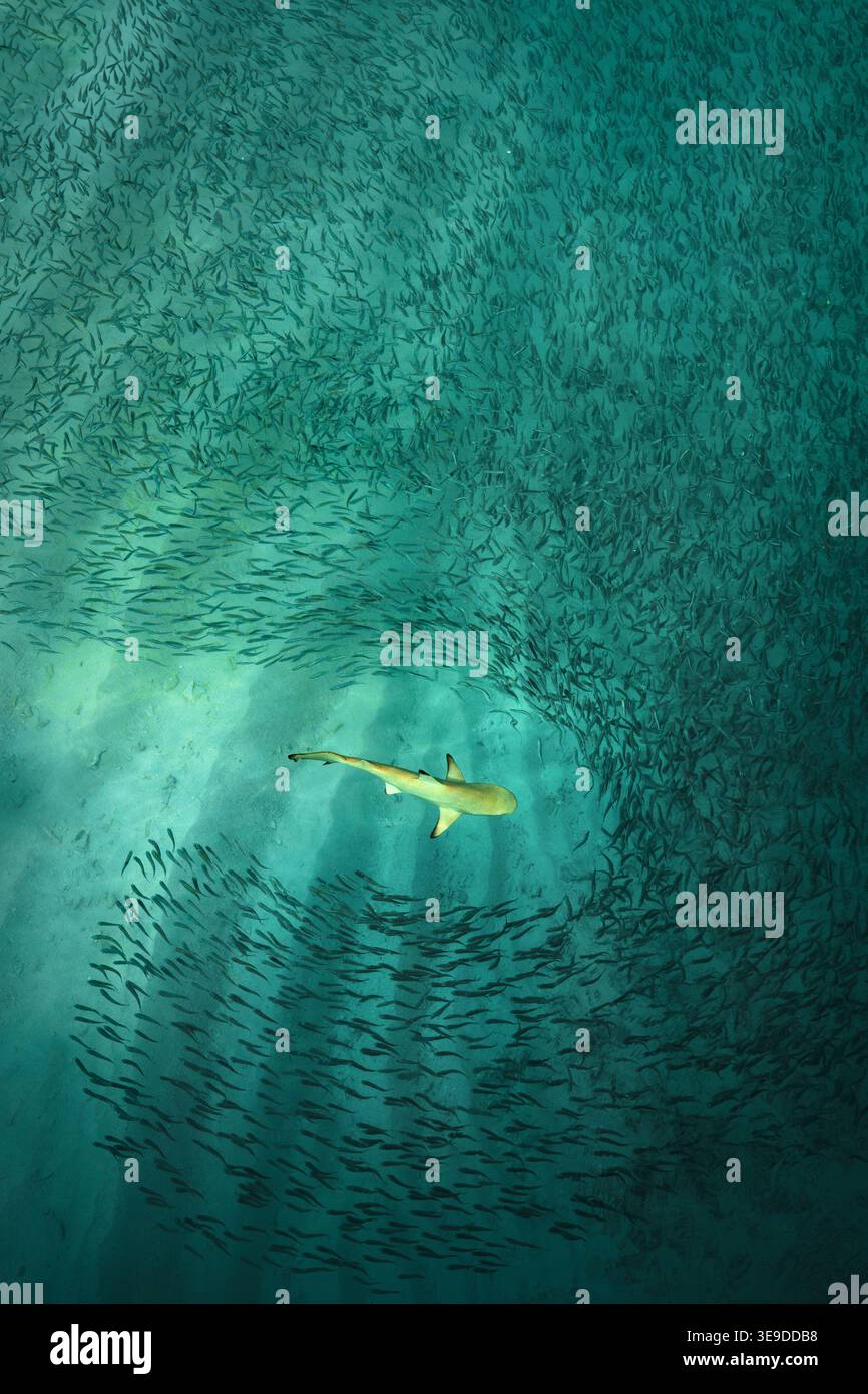 Uno squalo della barriera corallina caccia piccoli pesci nell'oceano. Foto Stock