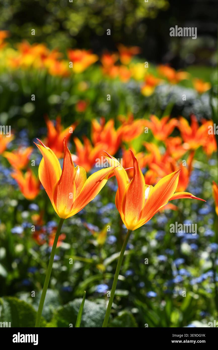 Tulipani di fuoco Foto Stock