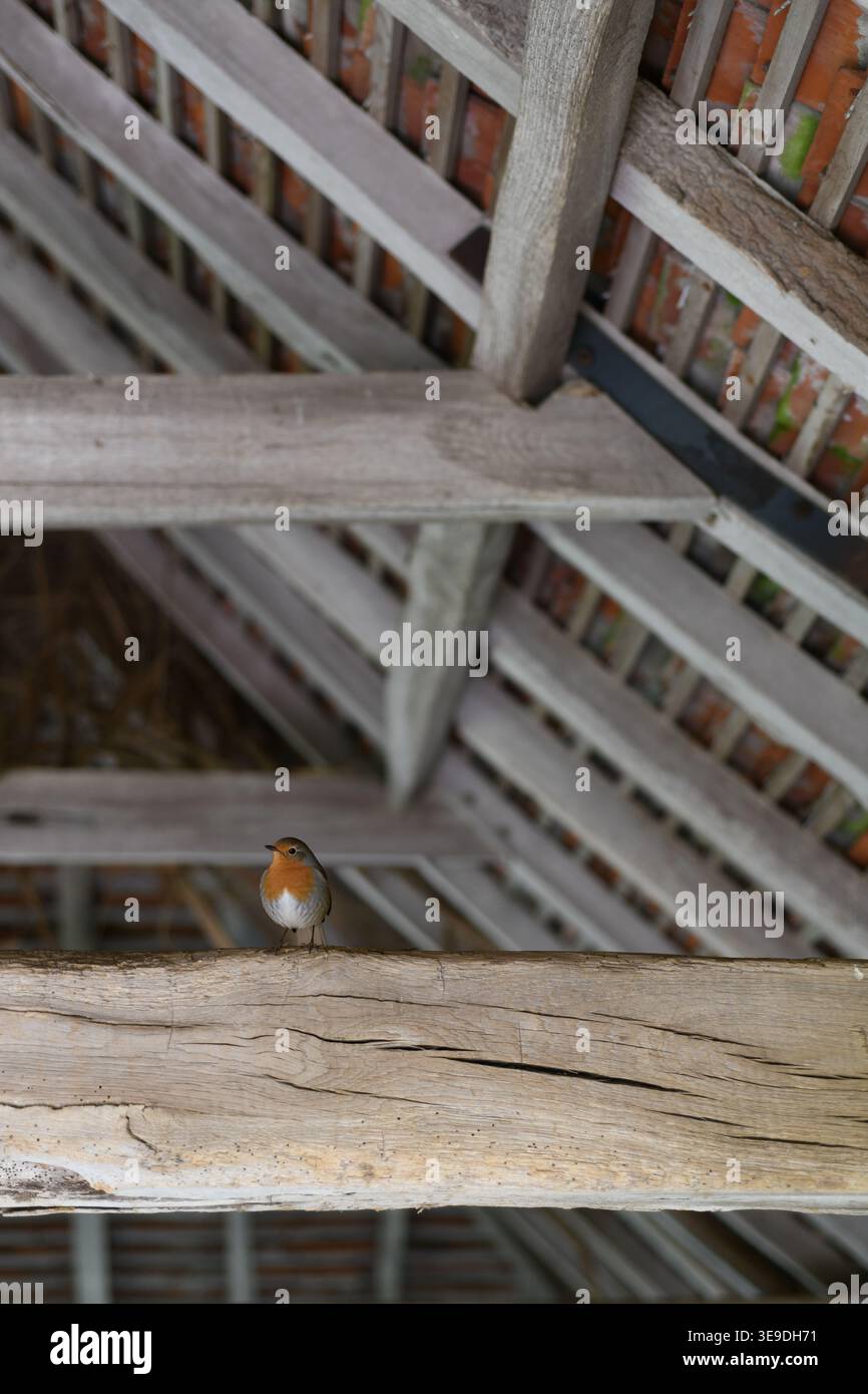 Robin in un granaio Foto Stock