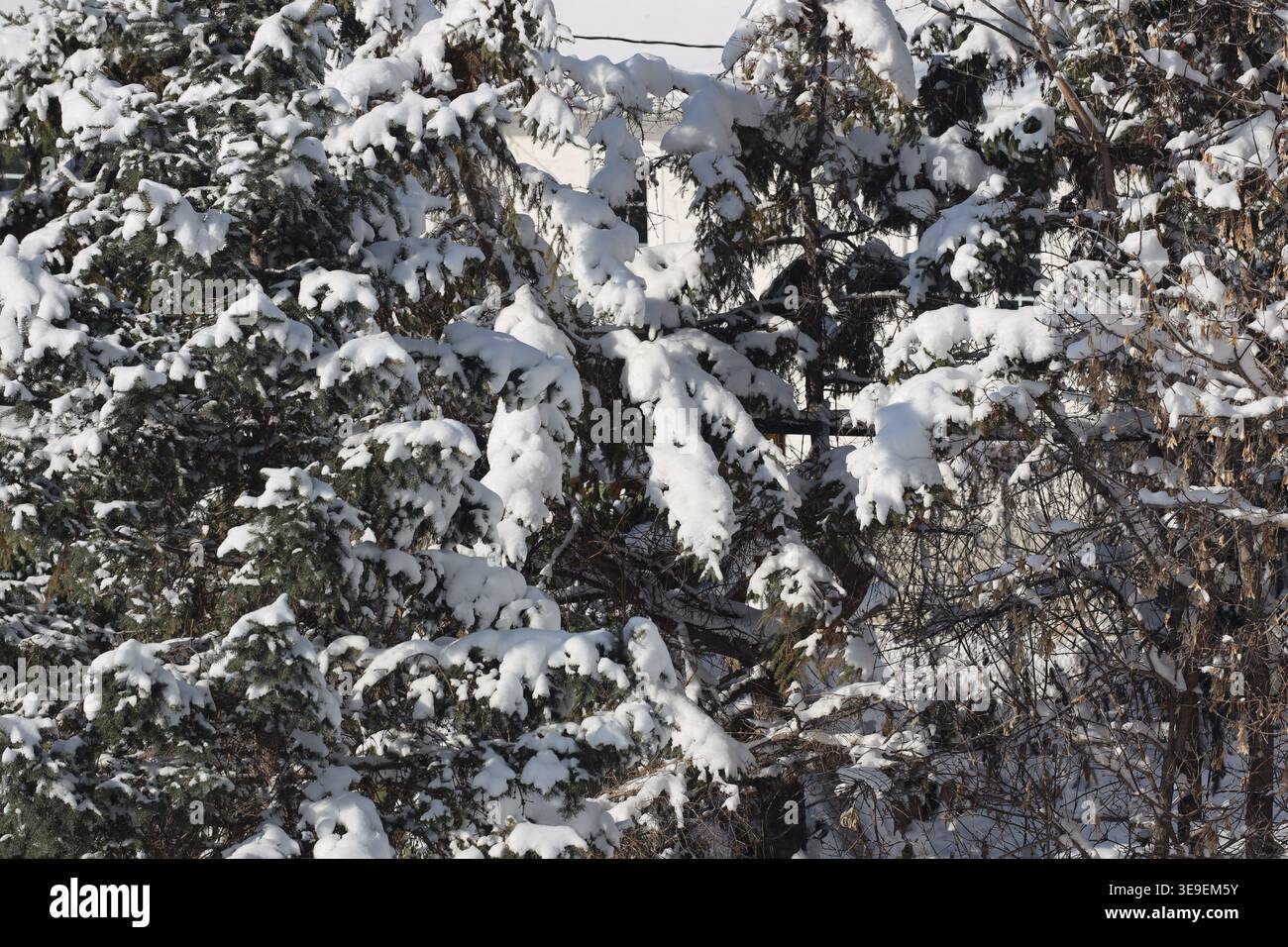 rami evergreen ricoperti di neve bianca fresca nella debole luce solare invernale mattutina (primo piano) Foto Stock