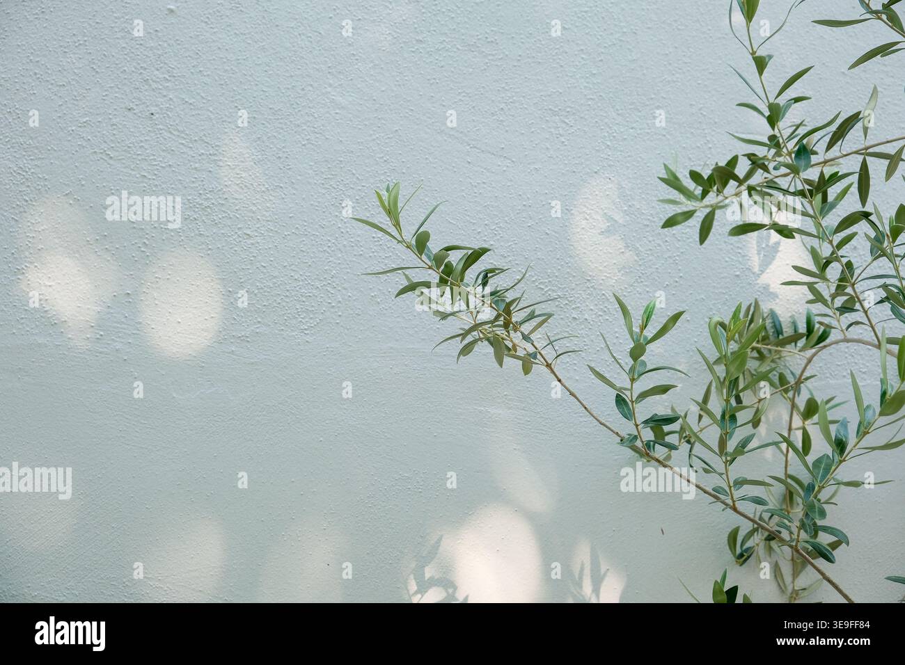 Scenografia botanica minimalista con rami di piante verdi che proiettano ombre morbide su pareti bianche testurizzate. Luce naturale e composizione pulita con spazio per le copie. Foto Stock