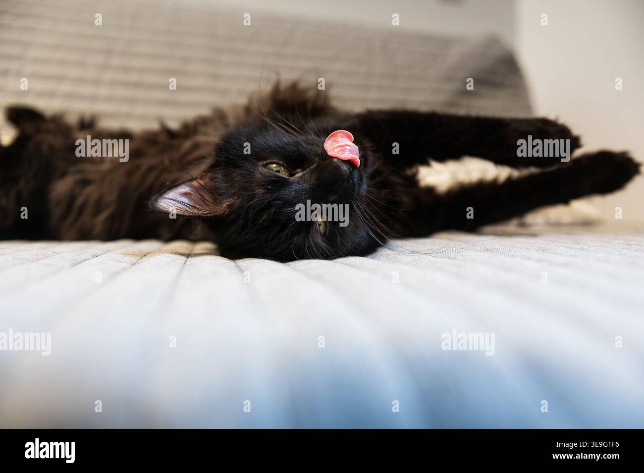 Gatto nero disteso sulla schiena su un divano con la sua lingua rosa fuori Foto Stock