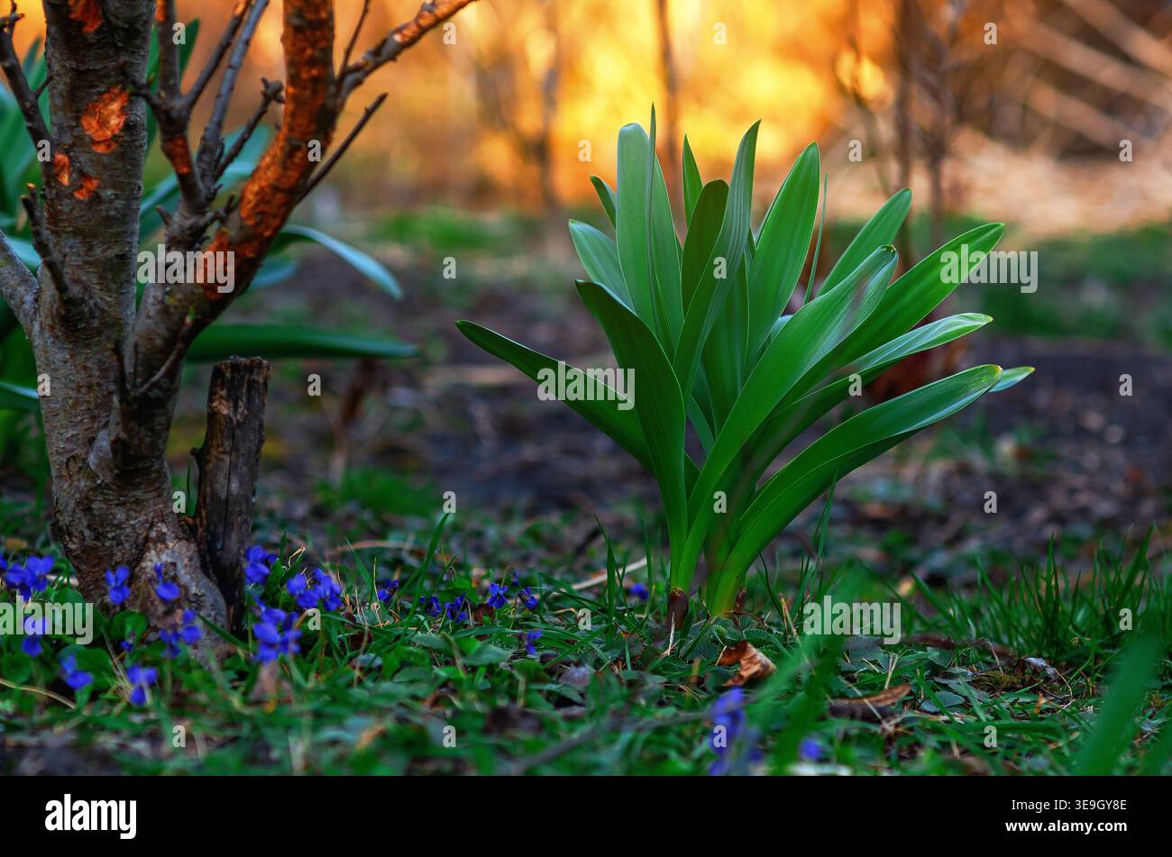 Paesaggio floreale primaverile con violette fiorite e foglie verdi di tulipani sotto l'albero in giardino. Paesaggio primaverile al tramonto. Foto Stock
