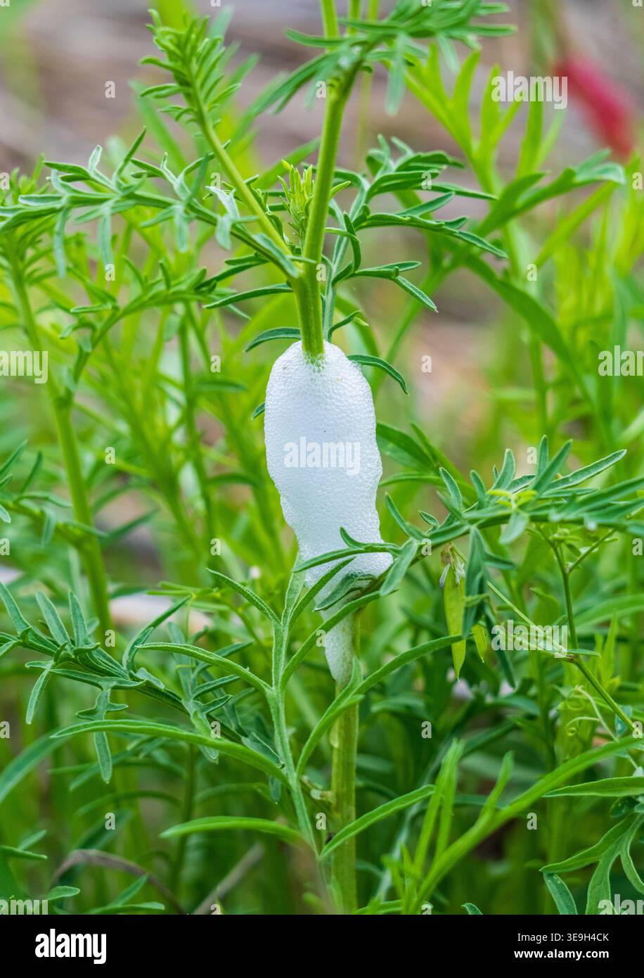 Primo piano di una Lepyronia gibbosa, nota anche come Spittlebug, ninfa di Aphrophoridae su una pianta ricoperta di spuma di Cuckoo. Foto Stock