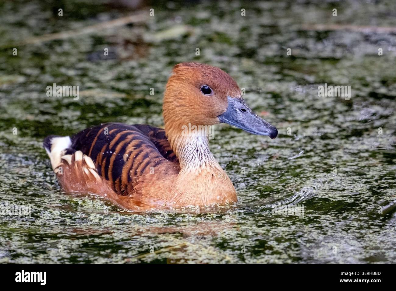 Anatra Fulva (Dendrocygna bicolor) Foto Stock