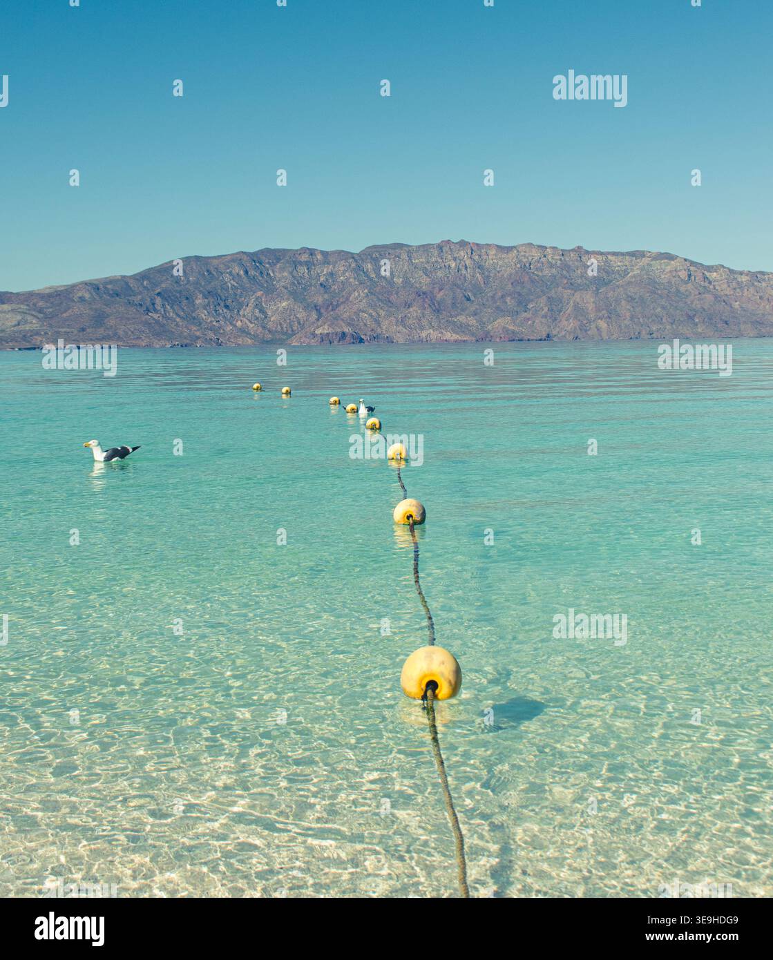 Seguendo la linea galleggiante dall'acqua limpida alle montagne rosa punteggiate e al cielo blu. Su un'isola nel mare di Cortez, Messico Foto Stock
