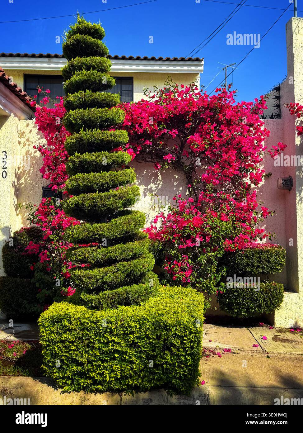 Albero topiario a forma di spirale di fronte a un muro di casa con fiori di bouganville rosa in fiore Foto Stock