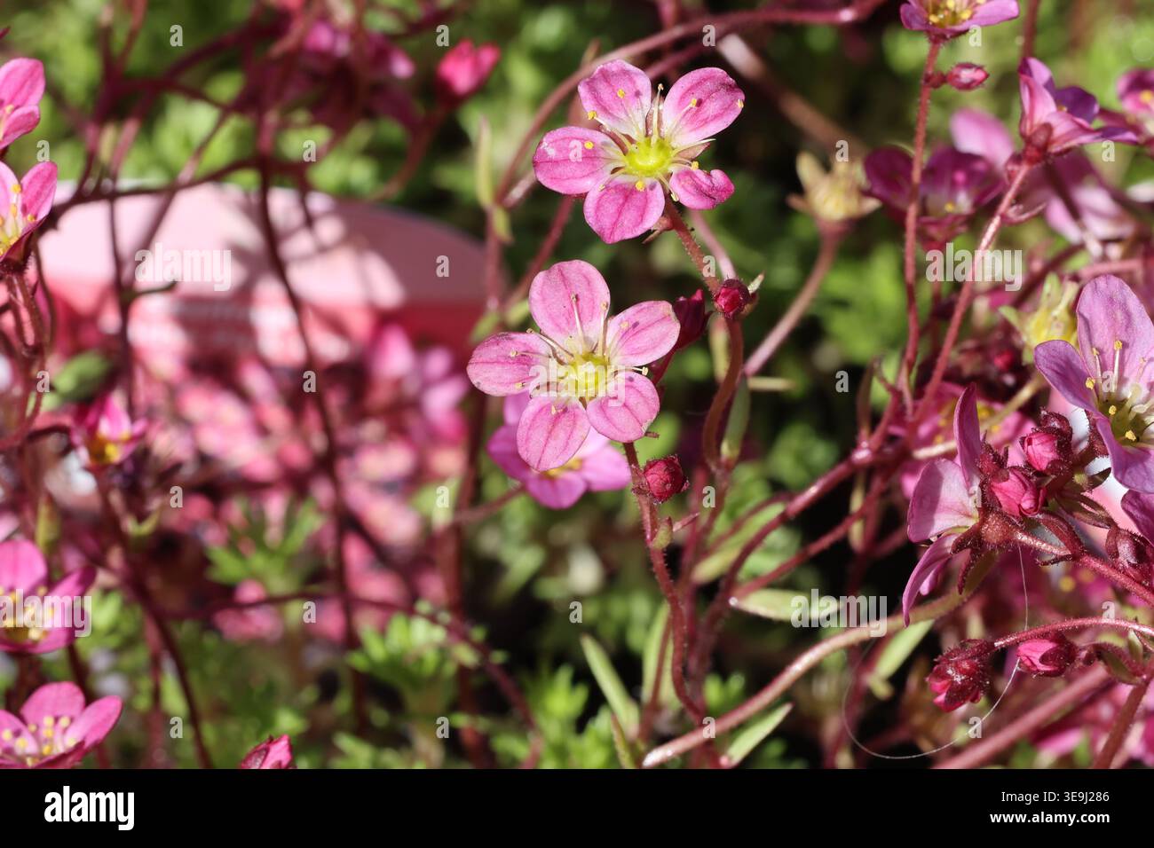 Saxifraga "Carpet Pink" (x  arendsii ). Fiori di sassifraggio rosa rosa in primavera. Noto anche come tappeto rosa. Lingua delle parole chiave: Inglese Foto Stock