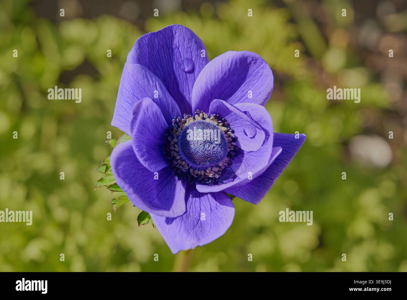 Fiore viola su uno sfondo di verde sfocato. Foto Stock