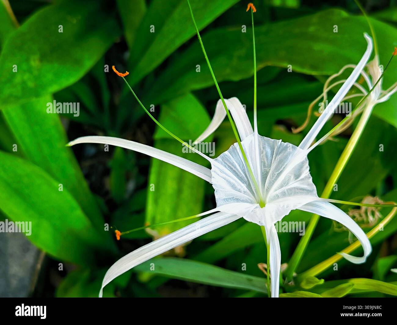 Primo piano dettagliato di un giglio di ragno bianco (Hymenocallis littoralis), noto anche come giglio di ragno da spiaggia Foto Stock