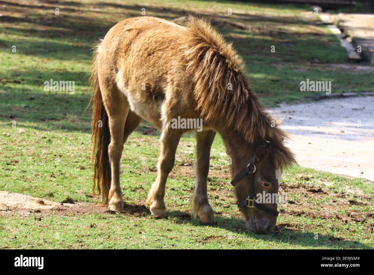 Un piccolo cavallo marrone in miniatura, simile a un pony delle Shetland, che indossa un cavalletto in pelle, pascolando sull'erba all'interno di un paddock recintato di bianco in una giornata di sole. Foto Stock