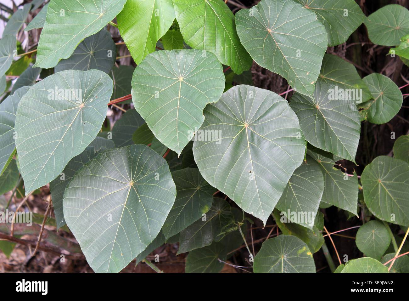Lussureggiante fogliame verde di un tanarius Macaranga nativo australiano (Macaranga Blush) che mostra il suo caratteristico pelato, foglie a forma di cuore Foto Stock