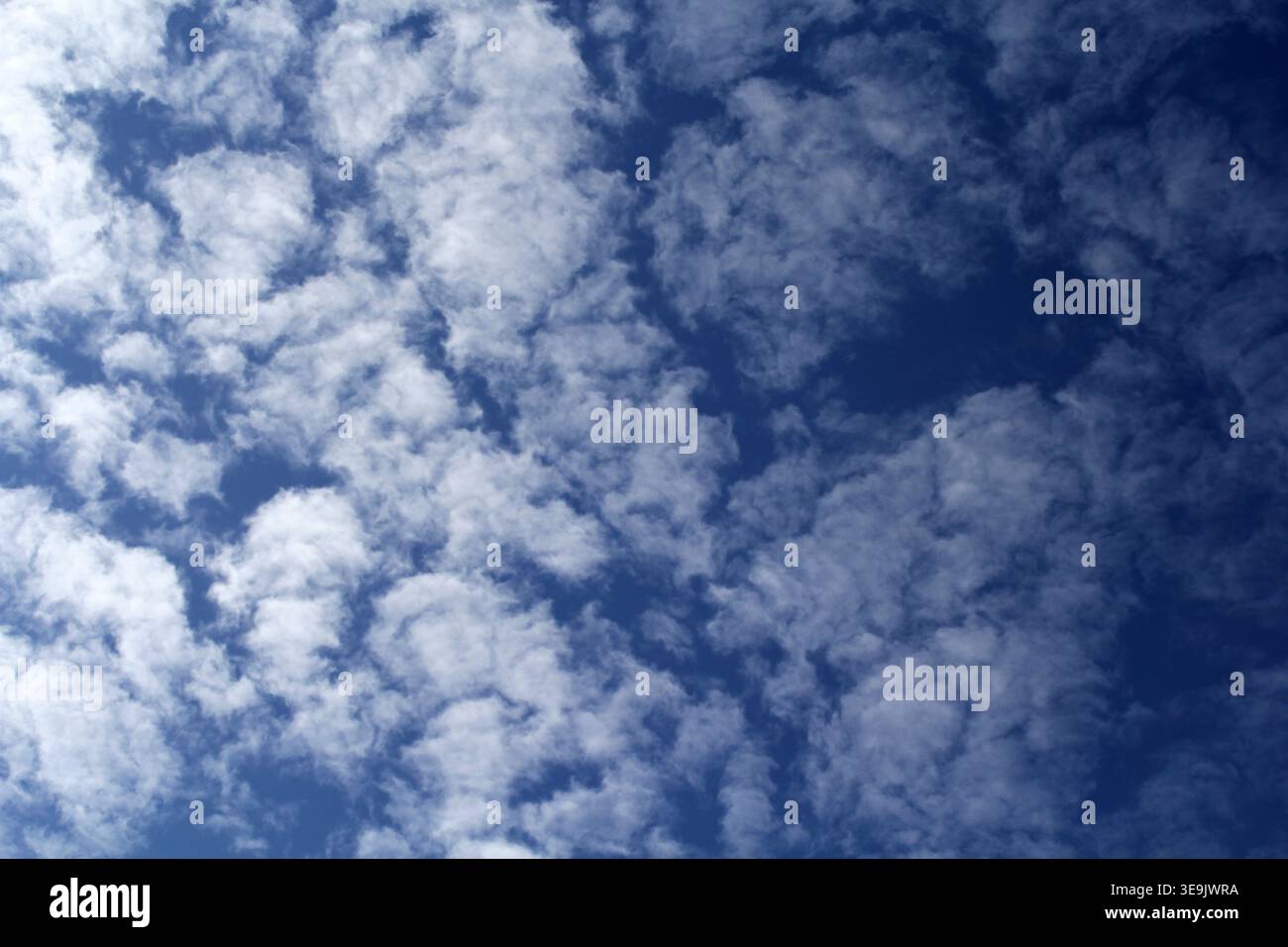 Fitta formazione di morbide nuvole altocumulus bianche contro un cielo blu profondo, perfetto per sfondi a tema naturale Foto Stock