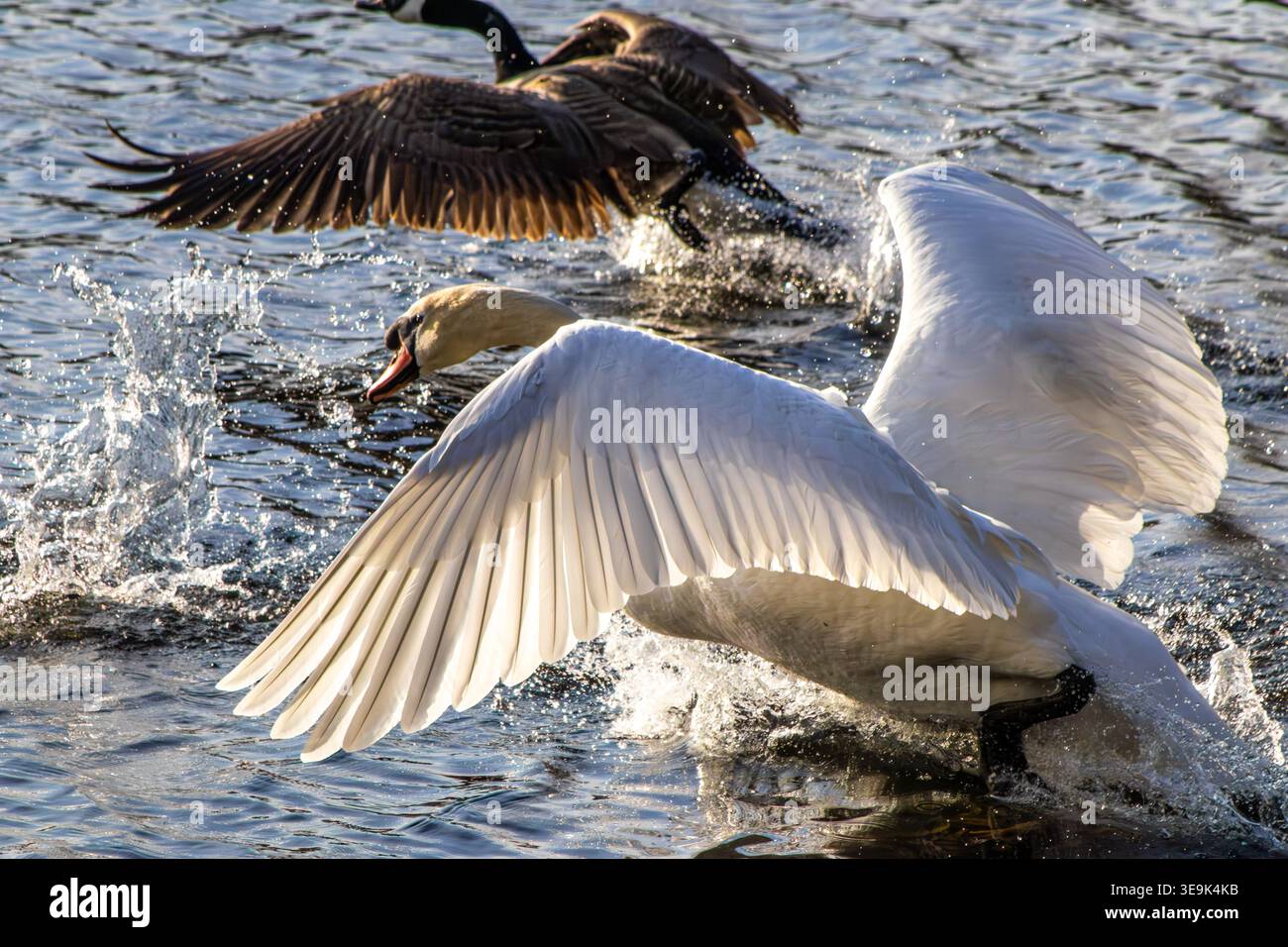 Un cigno muto diffonde le ali mentre si tuffa in acqua blu mentre le oche del Canada prendono il volo nelle vicinanze. Momento potente e goccioline d'acqua volanti Foto Stock