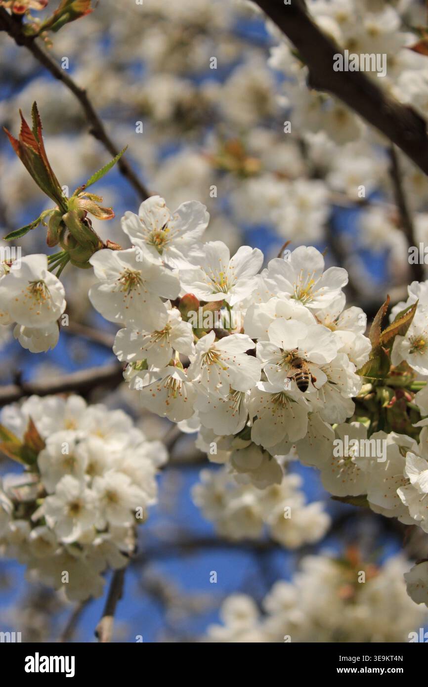 L'albero dei ciliegi in fiore mostra molti fiori bianchi con le api che raccolgono il nettare. Sullo sfondo è visibile il cielo azzurro. E' primavera e la fl Foto Stock