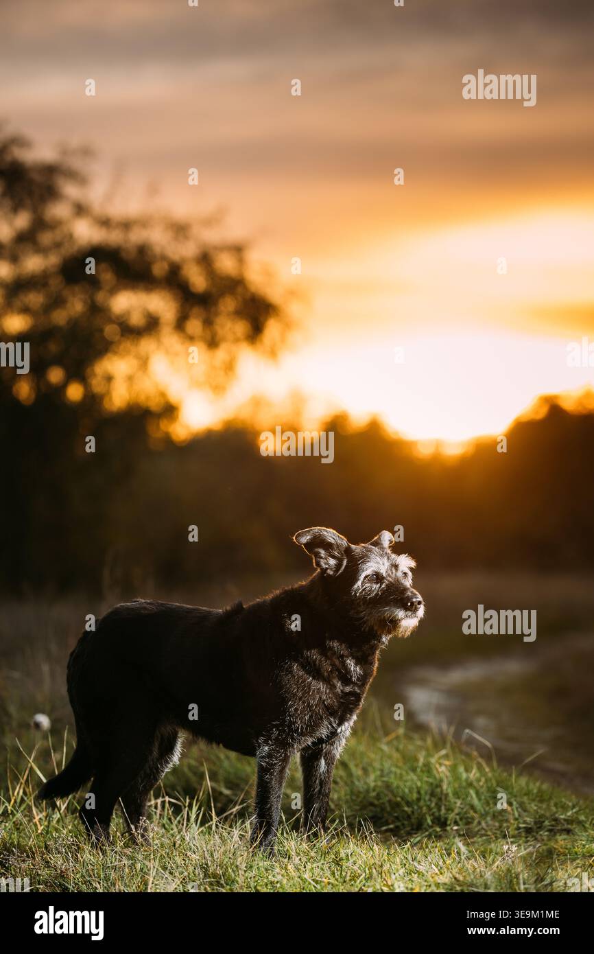 Vecchio cane di razza mista in raggi di tramonto domenica. Cane di razza mista in estate Sunset Sunrise Meadow. Dog Fidelity Foto Stock