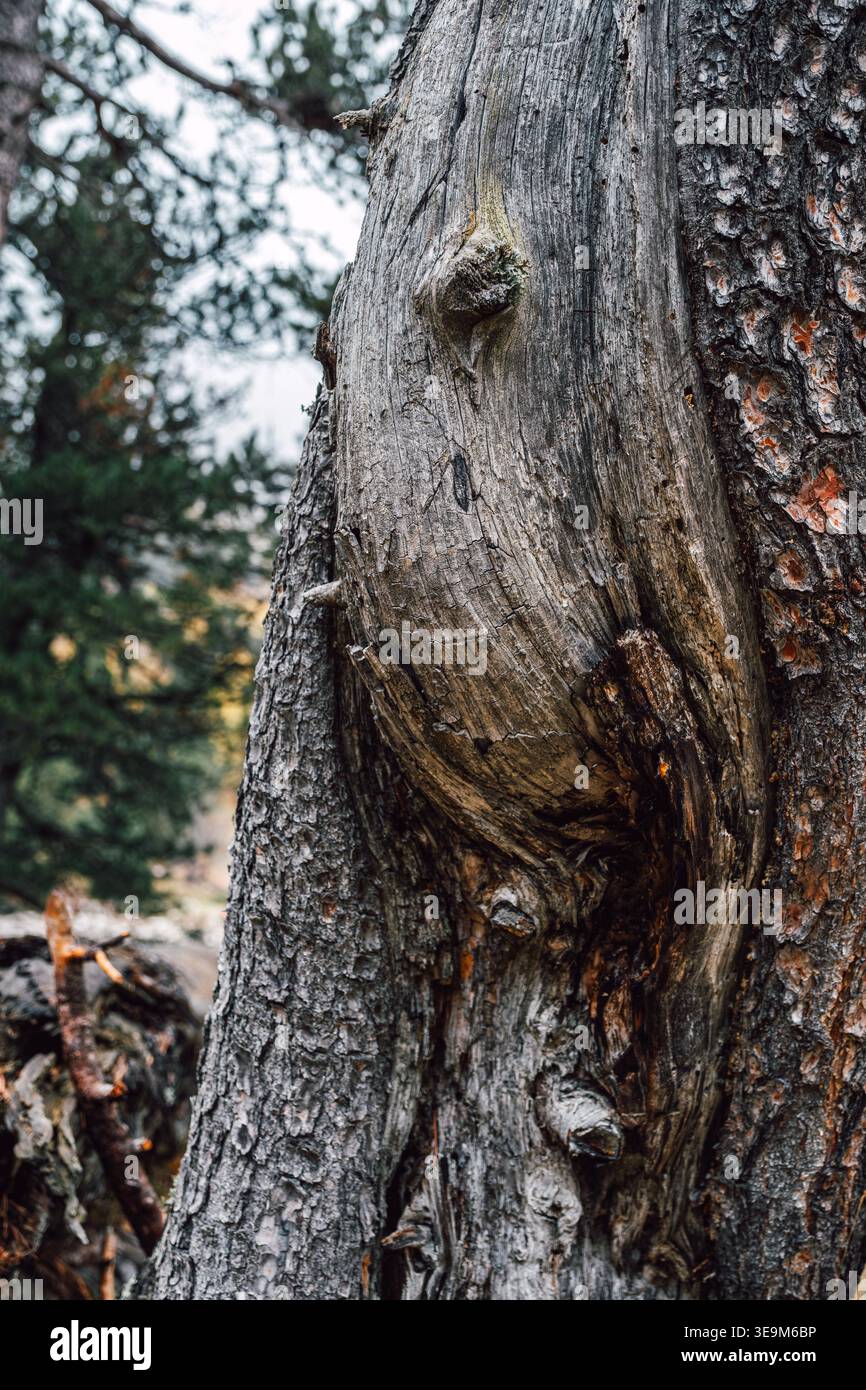Tronco dell'albero con corteccia grigia, insolito nodo del legno che assomiglia A Una creatura o a un volto animale, Pareidolia in natura Foto Stock