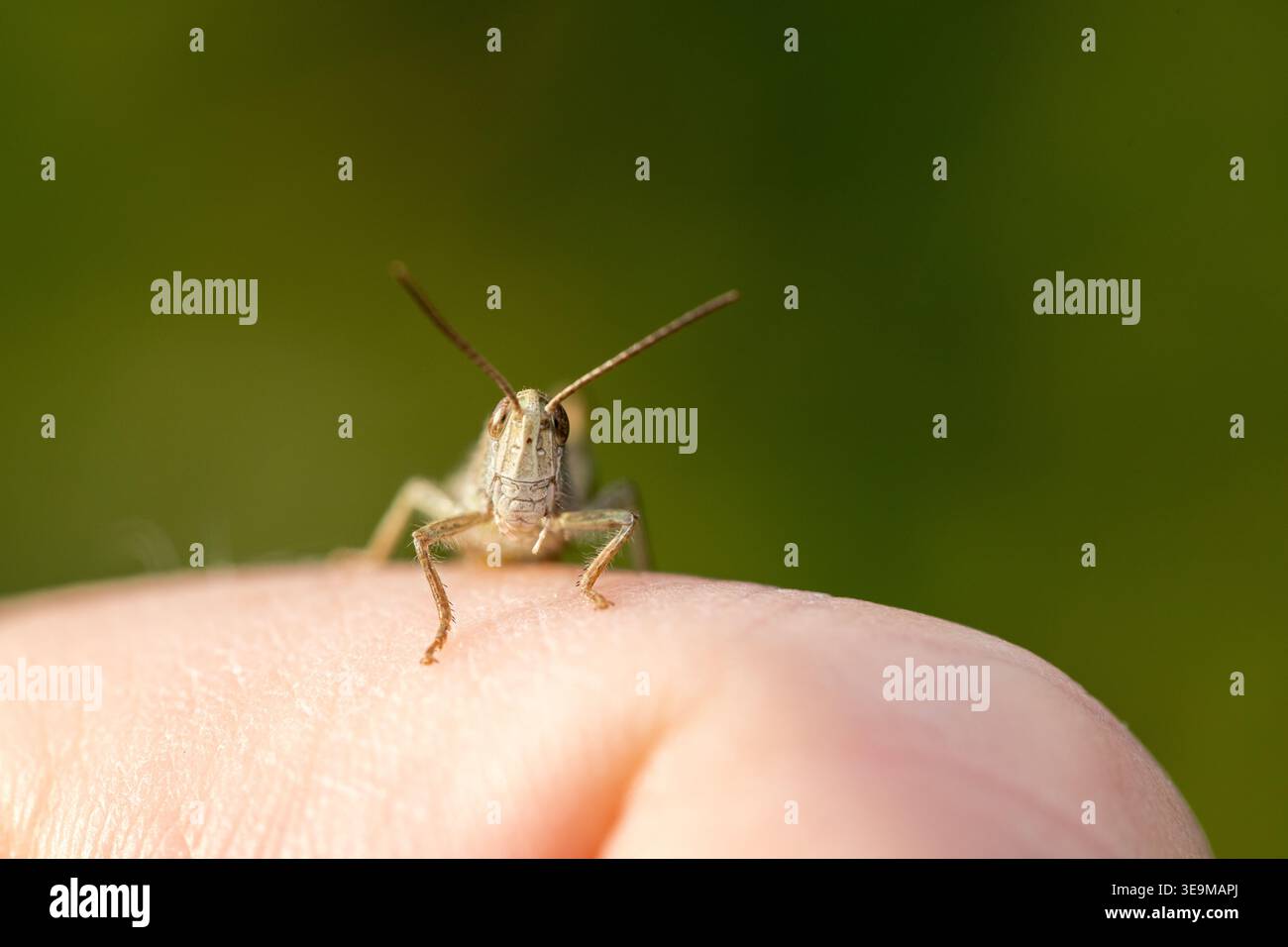 sorridente grahopper seduto davanti a una macro shot a mano umana Foto Stock