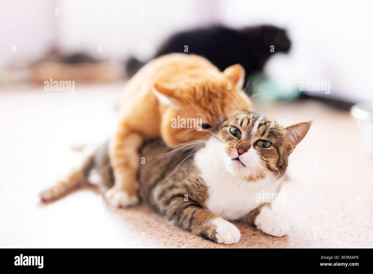 Tavolo arancione per il montaggio del gatto sul pavimento, primo piano di giocosa dominanza tra due gatti domestici, contatto con il baffo e tensione Foto Stock