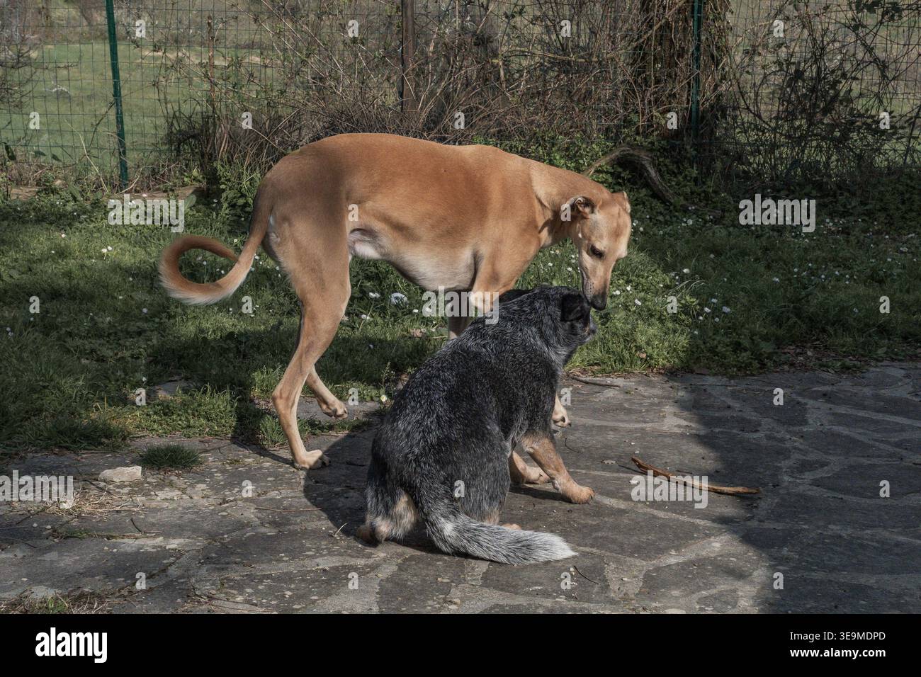 Ivo, il galgo greyhound spagnolo, e Bunji, il cane bovino australiano Blue heeler, giocano insieme Foto Stock