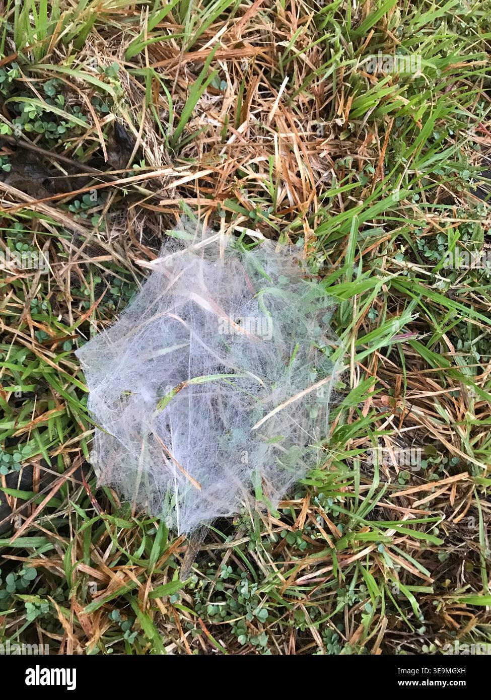 Una fitta ragnatela a forma di imbuto tessuta in basso tra l'erba verde, i suoi sottili fili di seta bianca catturano la luce in un ambiente naturale di prato Foto Stock