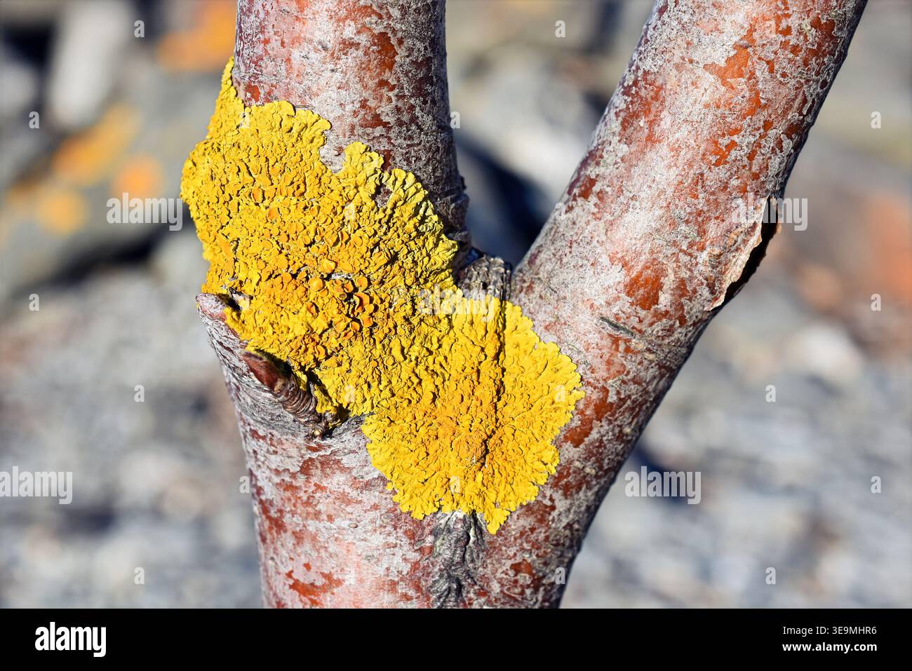 Comune Lichen arancione (Xanthoria parietina) su Tree Bark close-up Foto Stock
