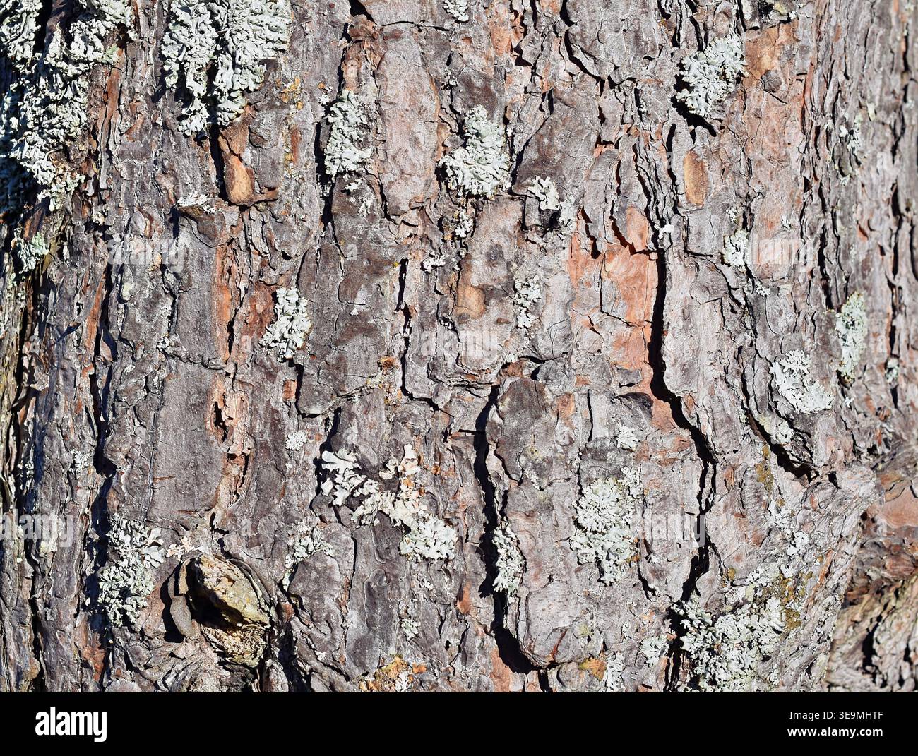 Struttura della corteccia di pino scozzese (Pinus sylvestris) con sfondo di Lichen Foto Stock