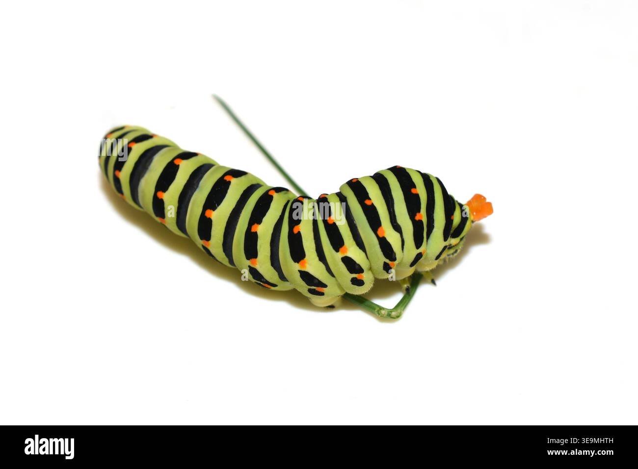 bruco della coda di rondine (Papilio machaon) che mostra l'organo di difesa osmeterio, Foto Stock