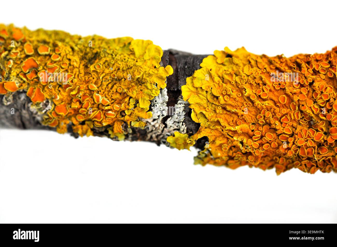 Comune Lichen arancione (Xanthoria parietina) su Tree Bark close-up Foto Stock