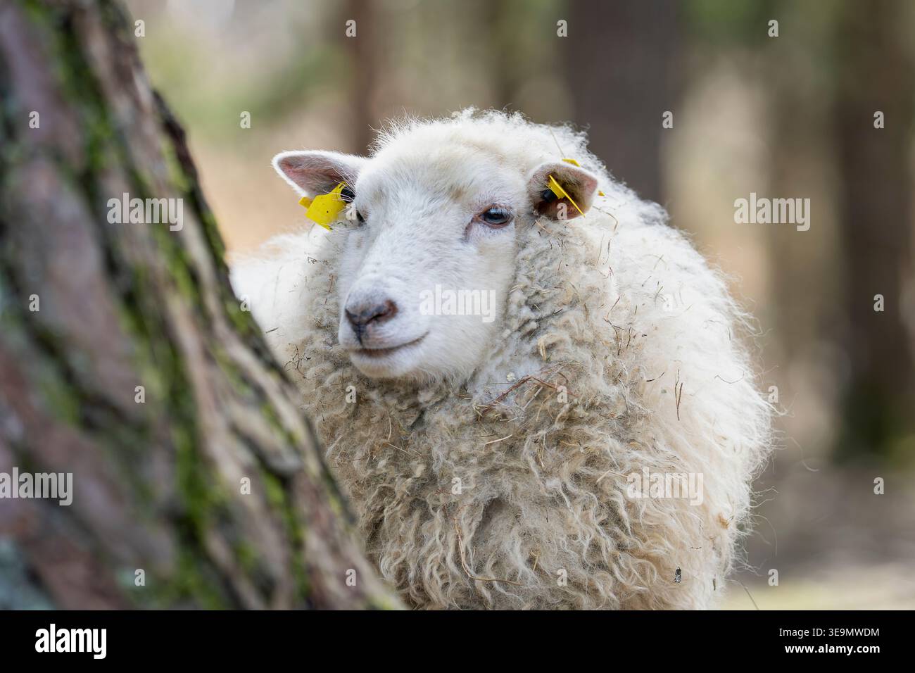 Ritratto ravvicinato di una pecora (Ovis aries) con lana spessa e ruvida e cartellini gialli, in piedi in un'azienda agricola boschiva. Foto Stock