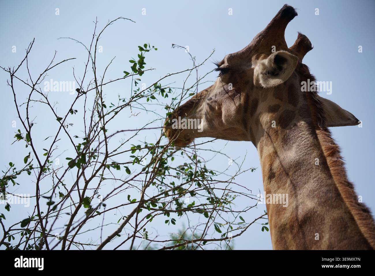 Primo piano di una giraffa che si nutre dei rami spinosi dell'acacia Foto Stock