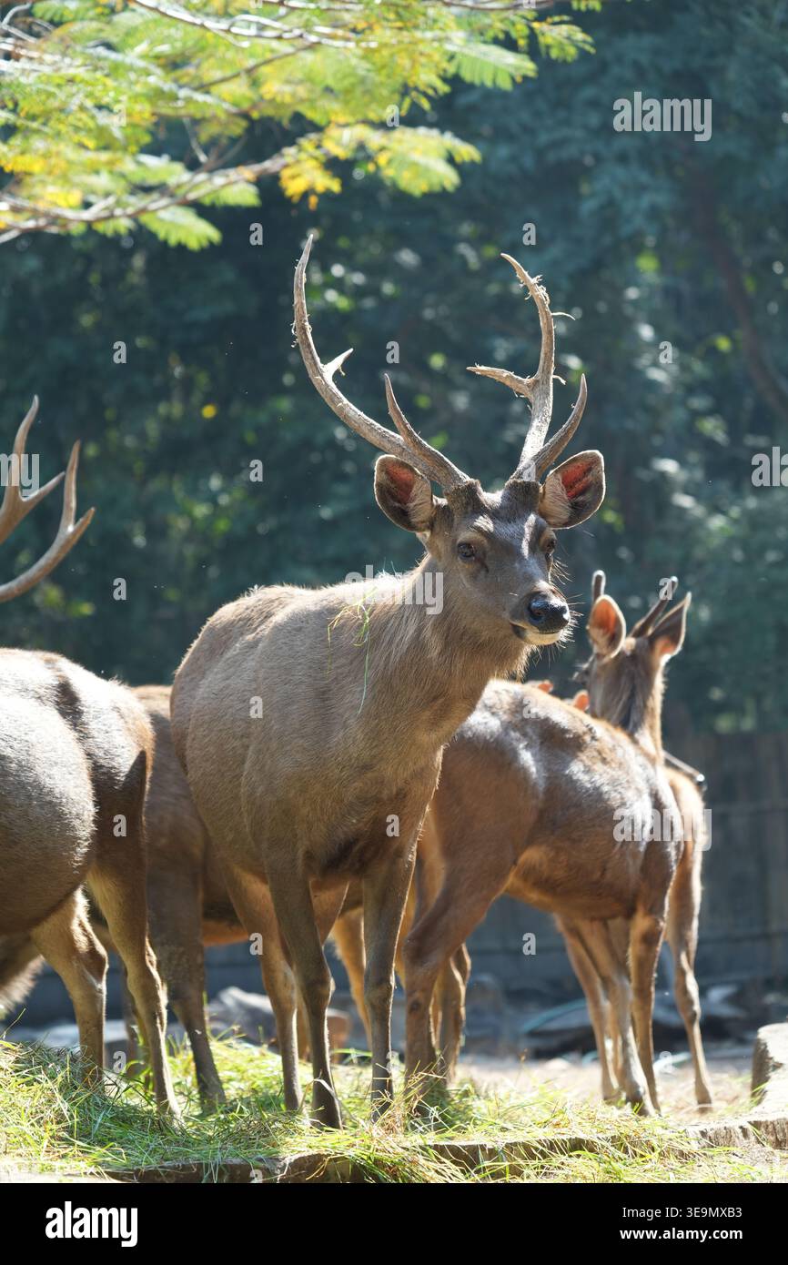 Maestoso cervo Sambar maschile con grandi corna in piedi in un recinto dello zoo, fotografia di fauna selvatica Foto Stock