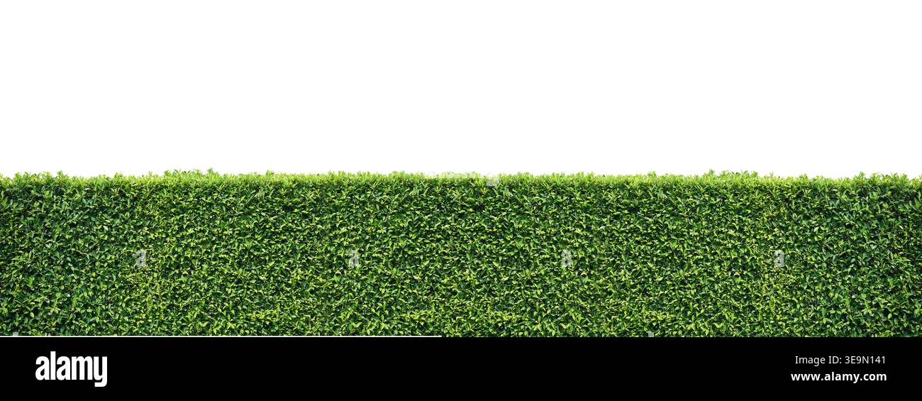 Siepe verde isolata su sfondo bianco per la progettazione di paesaggi Foto Stock