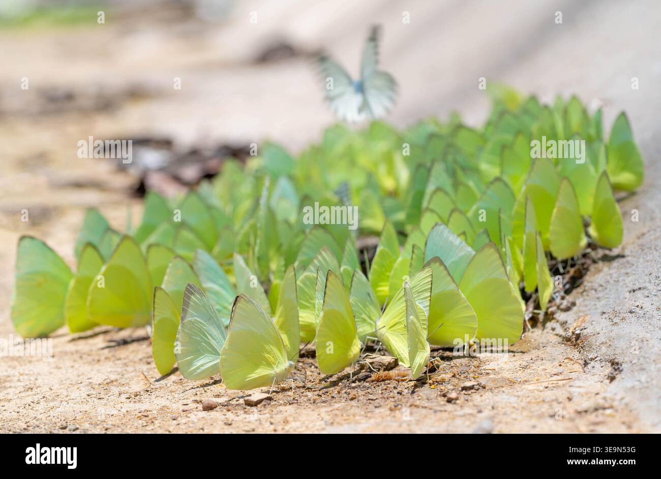 Vibrante aggregazione di farfalle migranti di limone a terra. Action shot del decollo delle farfalle con sfondo nella foresta. Autentica fotografia naturalistica. Foto Stock