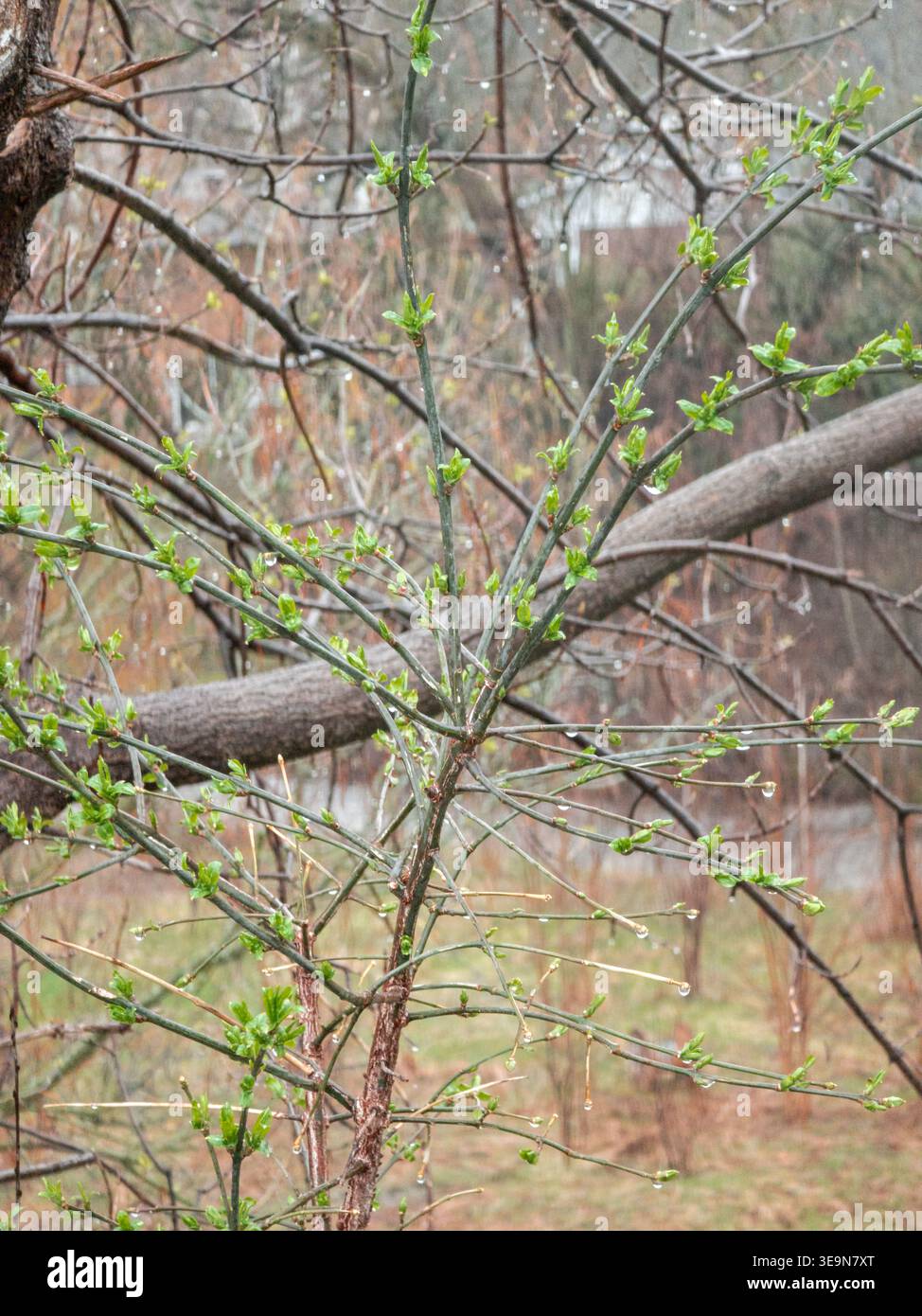 Primo piano di rami di alberi con gemme verdi fresche che emergono dopo le piogge, catturando la crescita primaverile, il rinnovamento stagionale e le texture naturali. - Immagine stock catturata con smartphone