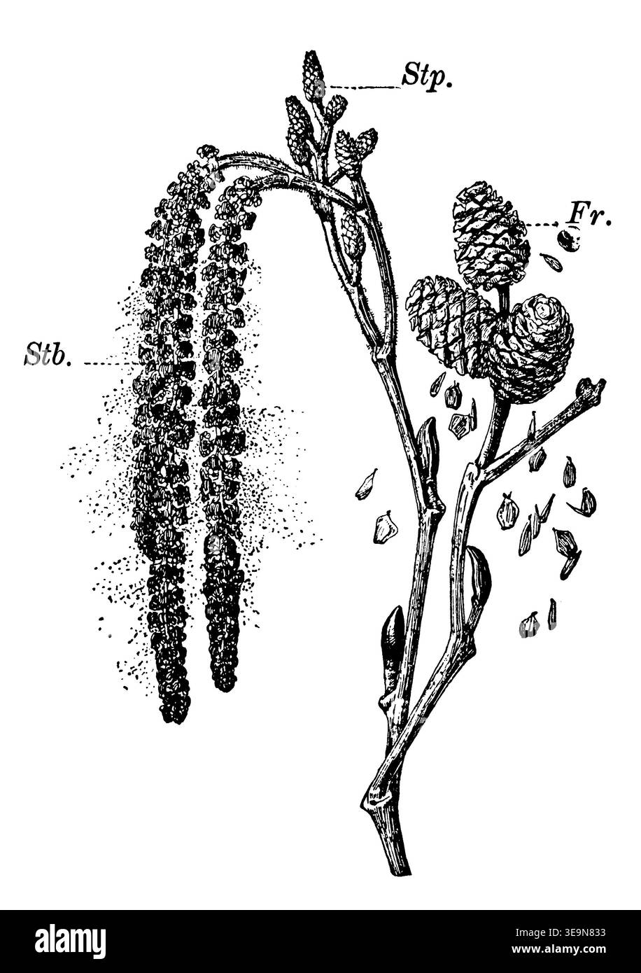 alder, ramoscello con boccioli, stp: gatti pistillati, stb: gatti staminati, fr. Gambi di frutta da cui cadono i frutti, Alnus glutinosa, anonym (libro botanico, 1909), Schwarz-Erle, Zweig mit Knospen, STP: Stempelkätzchen, STB: Staubkätzchen, P. Fruchtständen, aus denen Früchte herausfallen, aulne, rameau avec bourgeons, stp : chatons pistillés, stb : chatons staminés, fr. pédoncules fructifères d'où tombent les fruit Foto Stock
