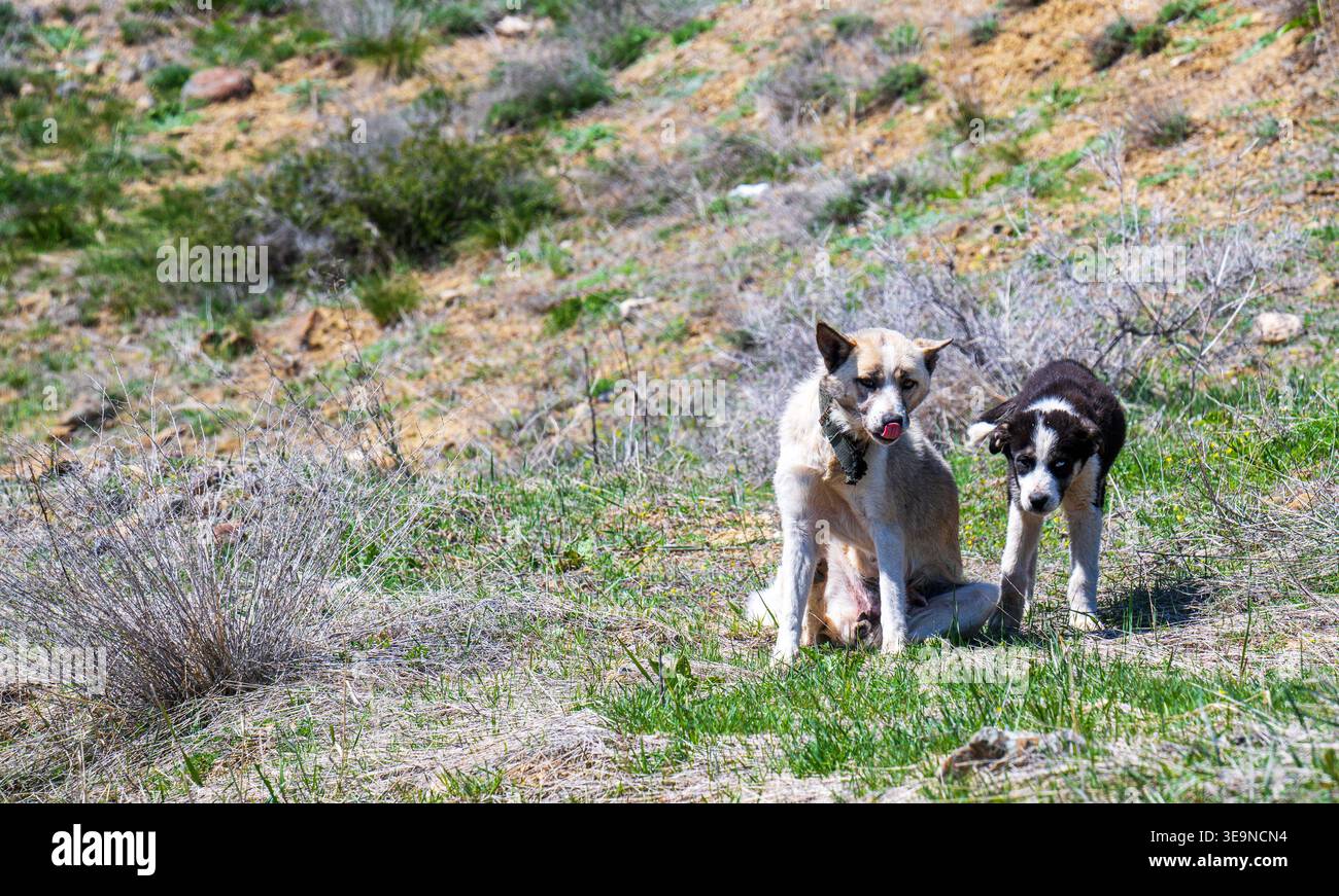 Due cani siedono insieme in un campo erboso e asciutto. Un cane è di colore chiaro con una museruola scura Foto Stock