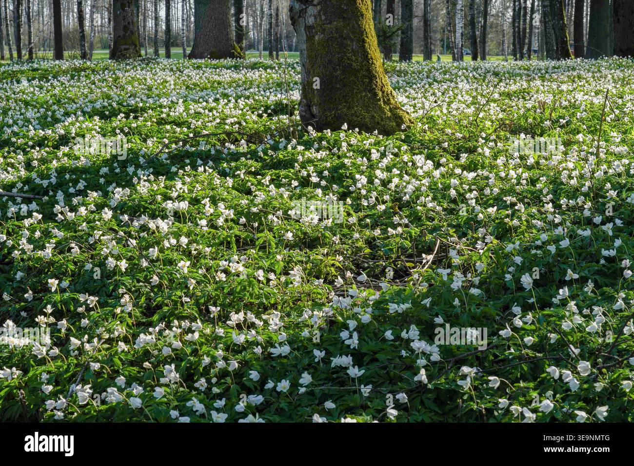 Un tappeto di anemoni di legno nella foresta. Lettonia. Foto Stock