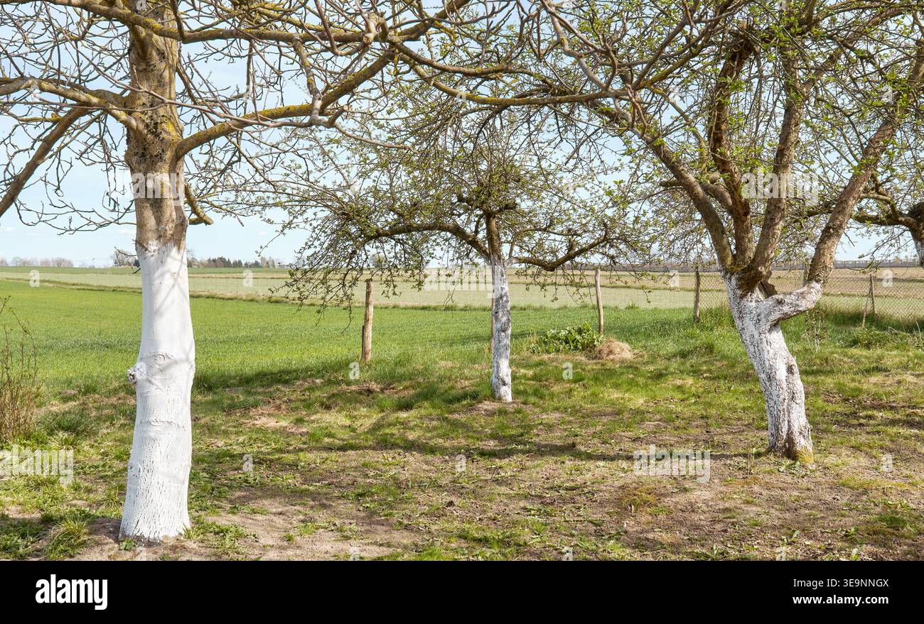 Un frutteto in primavera. Foto Stock