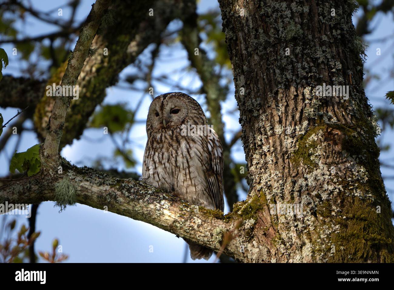Gufo Tawny all'alba Foto Stock