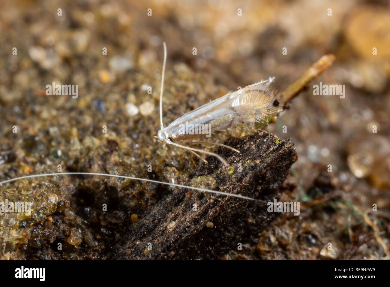 Falena minatrice a foglia (famiglia Gracillariidae) sulla superficie del suolo, giardino del Cairo, Egitto Foto Stock