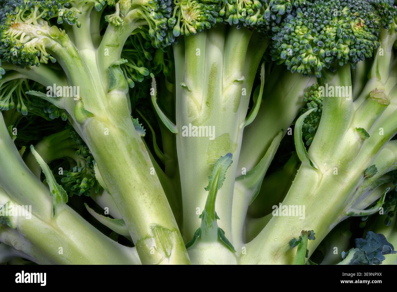 Dettaglio astratto di broccoli freschi Foto Stock
