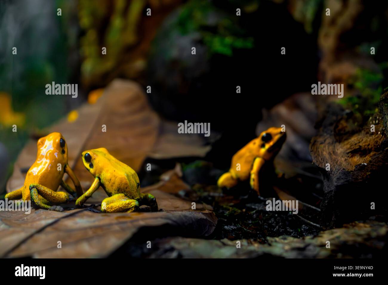 Tre rane sono sedute su una foglia. Uno di loro è giallo. Gli altri due sono marroni Foto Stock
