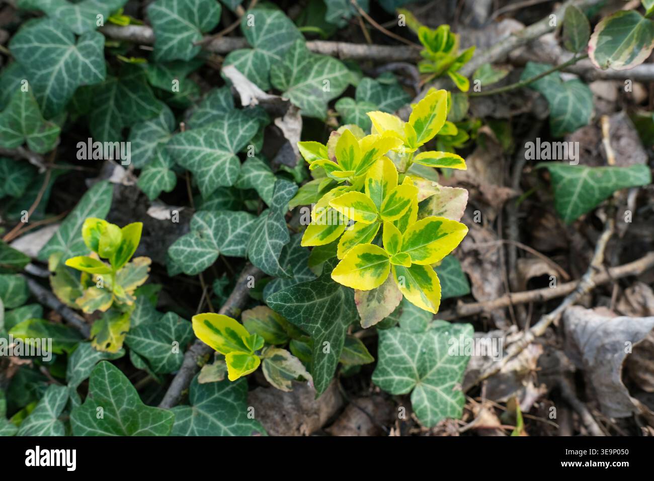 Piante variegate con foglie gialle e verdi crescono tra la copertura del terreno di edera in un ambiente boschivo Foto Stock