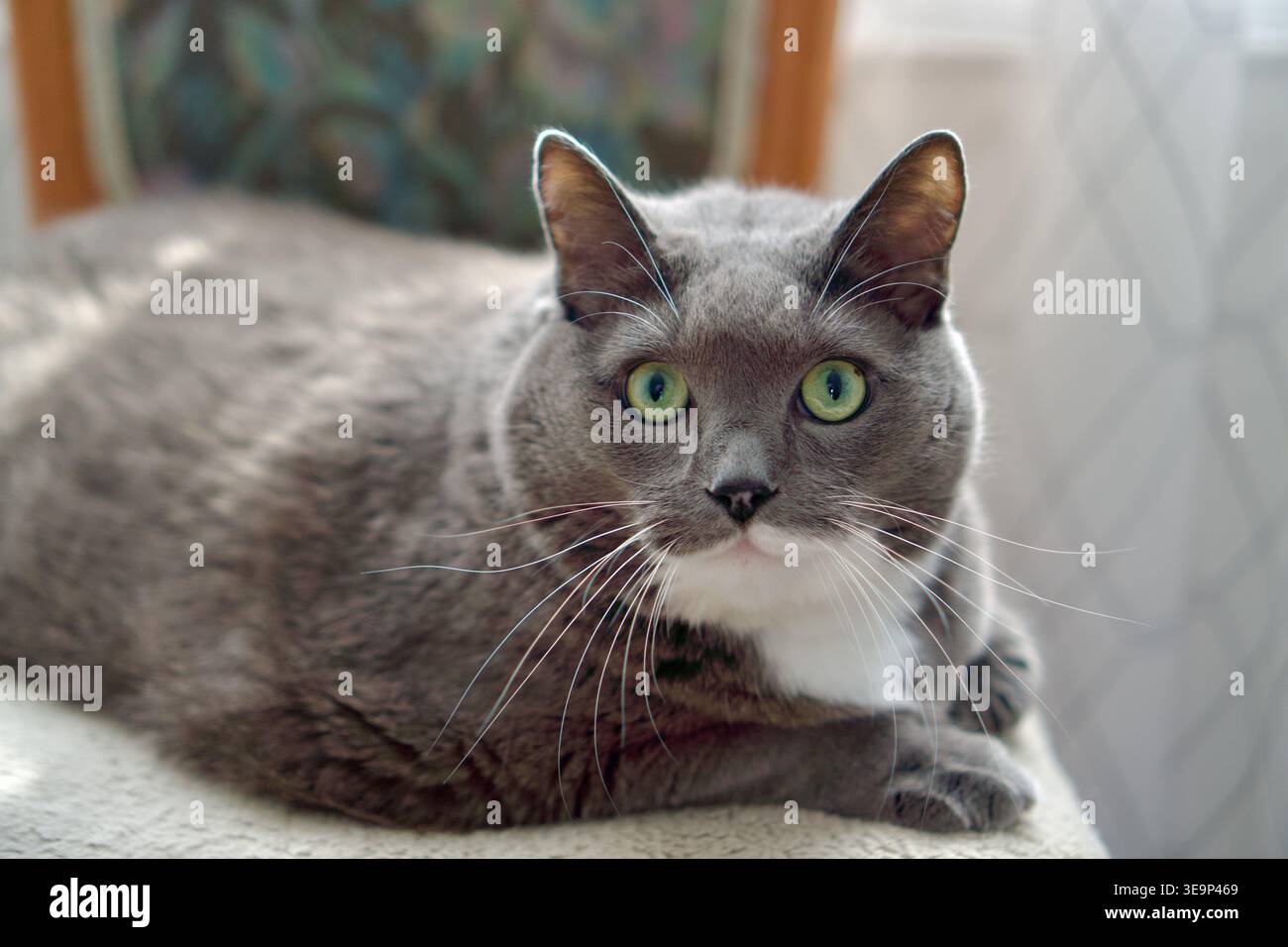 Un ritratto di alta qualità di un gatto smoking grigio con petto bianco e occhi verdi sorprendenti. Il gatto si appoggia comodamente su una sedia in un ambiente interno luminoso con luce naturale soffusa. Perfetto per contenuti relativi agli animali domestici, servizi veterinari, blog sul benessere degli animali e temi di stile di vita domestico. di un bellissimo gatto grigio e bianco con occhi verdi brillanti. Gatto domestico sdraiato su una sedia a casa. Foto di alta qualità Foto Stock